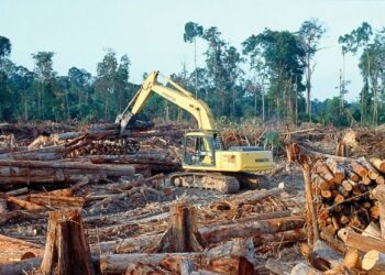 Eko-Developmentalisme Kehutanan dan Pertambangan Pasca Orde Baru