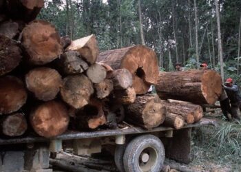 Fenomena Illegal Logging di Awal Reformasi