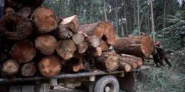 Fenomena Illegal Logging di Awal Reformasi