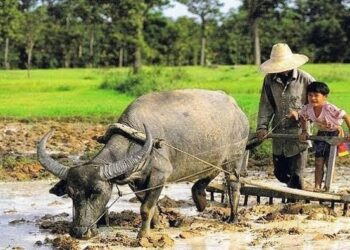 Dilema Modernitas: Pudarnya Jejak Kearifan Lokal di Tanah Nusantara